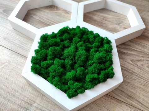 Zestaw heksagonów z mchem chrobotkiem