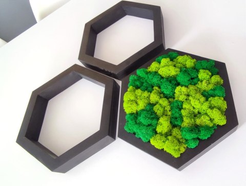 Zestaw heksagonów z mchem chrobotkiem