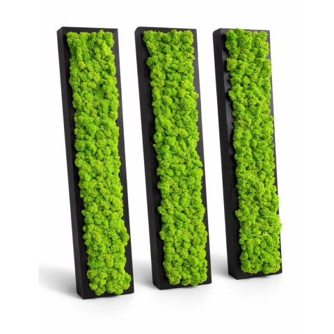 Zestaw ram podłużnych z mchem chrobotkiem