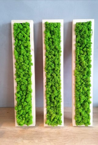 Zestaw ram podłużnych z mchem chrobotkiem