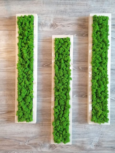 Zestaw ram podłużnych z mchem chrobotkiem