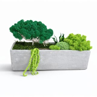 Betonowa doniczka z mchem I roślinami, drzewko z mchu