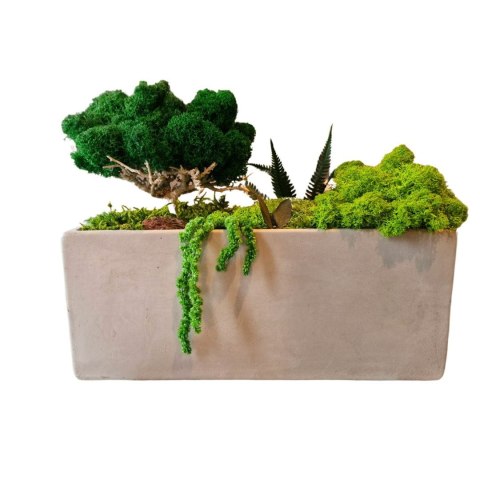 Betonowa doniczka z mchem I roślinami, drzewko z mchu