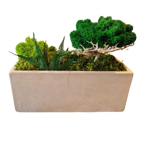 Betonowa doniczka z mchem I roślinami, drzewko z mchu