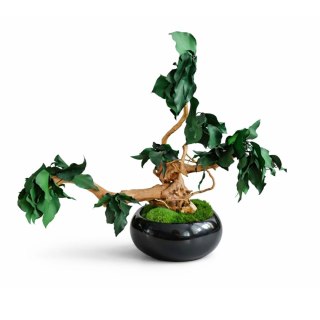 Bezobsługowe drzewko bonsai
