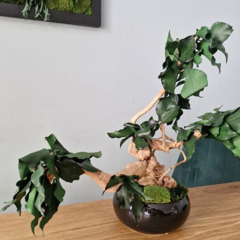 Bezobsługowe drzewko bonsai