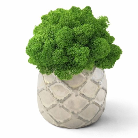 Doniczka z chrobotkiem