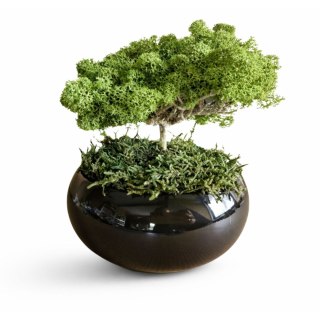 Doniczka czarna z mchem chrobotkiem