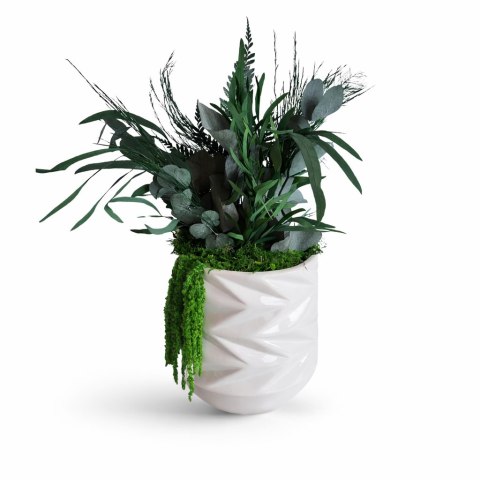 Doniczka z roślinami stabilizowanymi