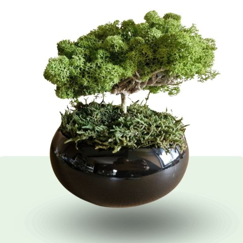 Drzewko z mchem - zrób to sam diy