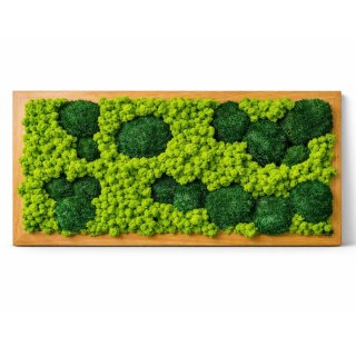 Obraz w dębowej ramie z mchu poduszkowego I chrobotka