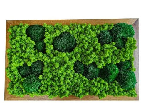 Obraz w dębowej ramie z mchu poduszkowego I chrobotka