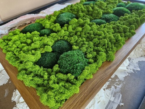 Obraz w dębowej ramie z mchu poduszkowego I chrobotka