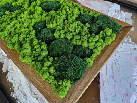 Obraz w dębowej ramie z mchu poduszkowego I chrobotka