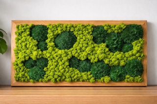 Obraz w dębowej ramie z mchu poduszkowego I chrobotka