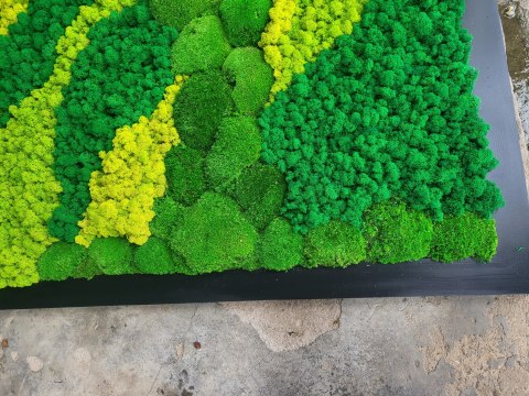 Obraz z mchu poduszkowego I chrobotka