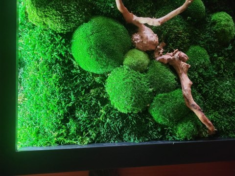 Obraz z mchu z podświetleniem LED