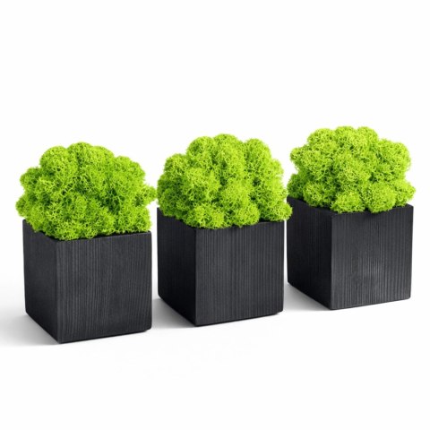 Drewniane doniczki z chrobotkiem 