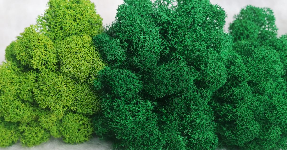 Mech chrobotek – 10 najważniejszych rzeczy, które musisz wiedzieć